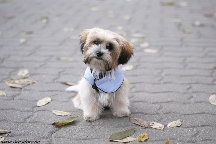 kis kutya oldalra fordított fejjel