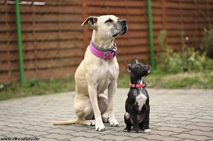 kicsi és nagy kutya