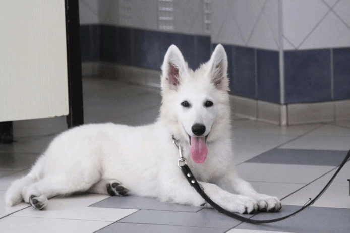 fehér lógó nyelvű kutya