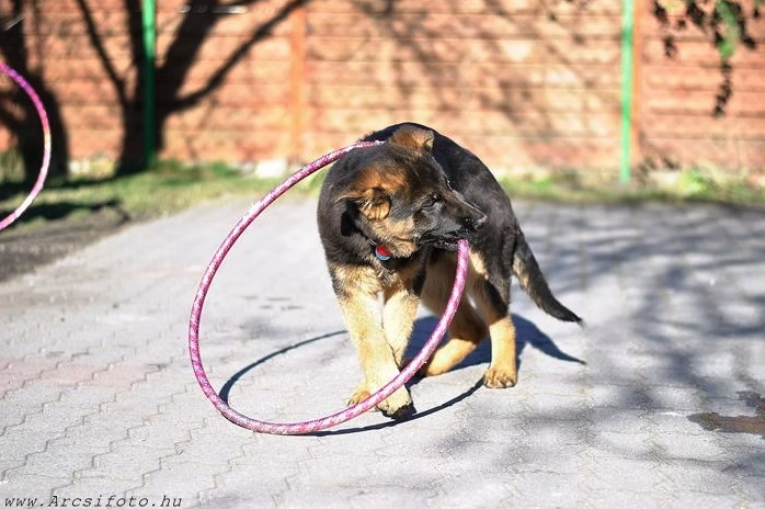 kutyus a hullahopp karikával
