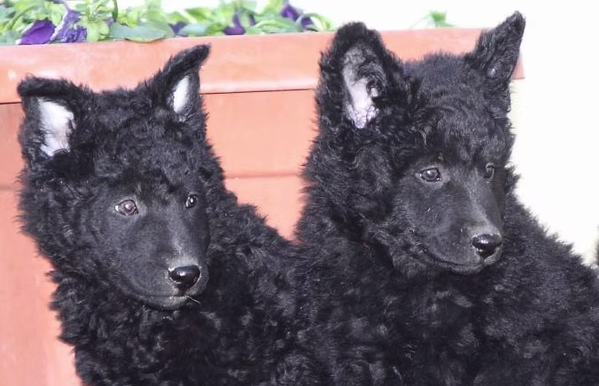 göndör szőrű fekete kutyák