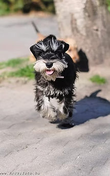 kutya kilógó nyelvvel