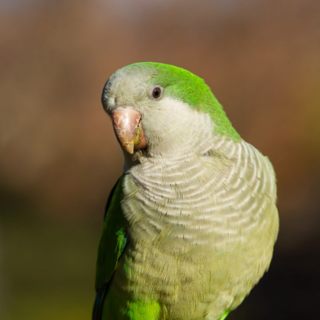 zöld kis díszmadár