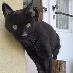 Cica neki dől a falnak