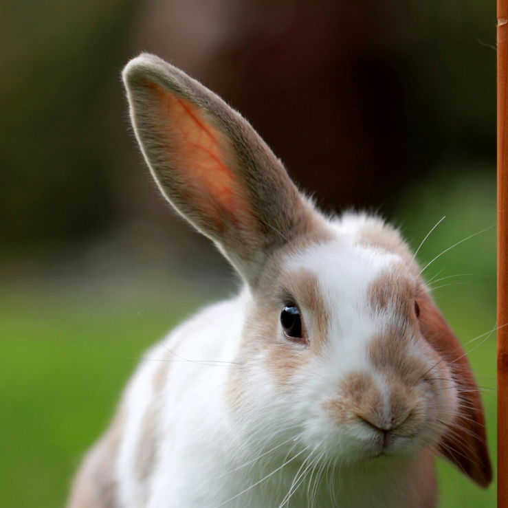 Nyuszi egyik fülét felemeli a másikat lógatja.