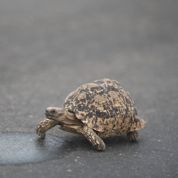 Teknősbéka áll és néz a kamerába