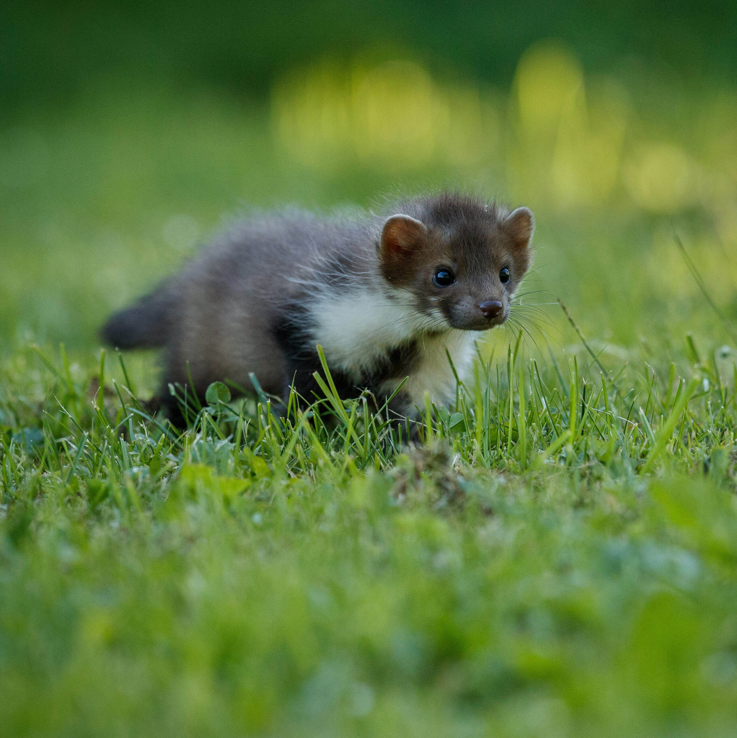vadászgörény szalad a fűben