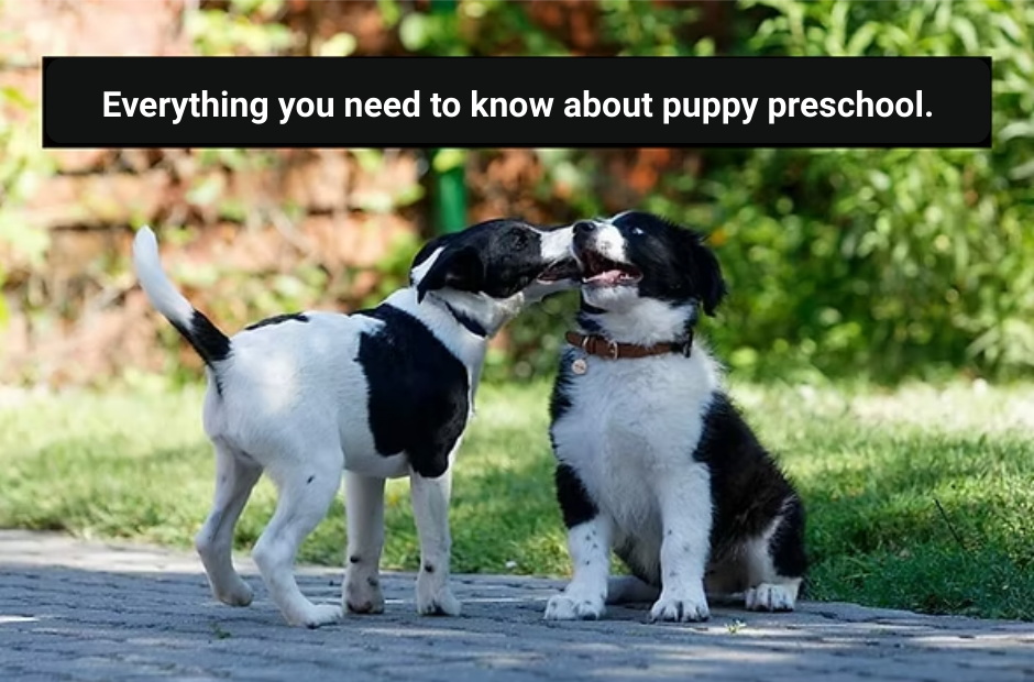 Everything you need to know about puppy preschool.