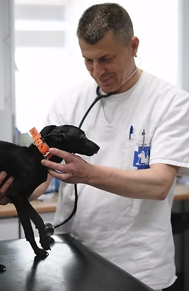 Szalay doktor vizsgál