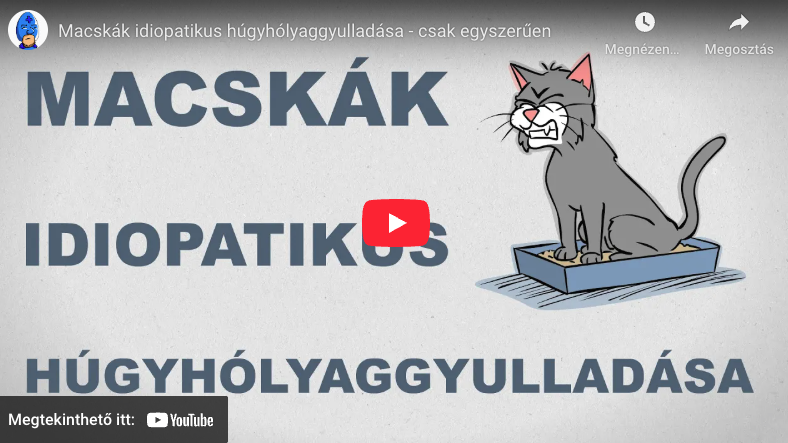 macska_húgyhólyaggyulladás