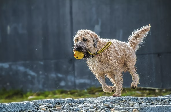 kutya viszi a labdát
