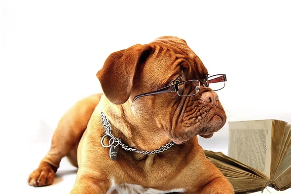 kutya szemüvegben
