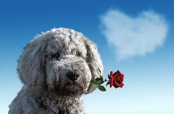 kutya rózsával a szájában