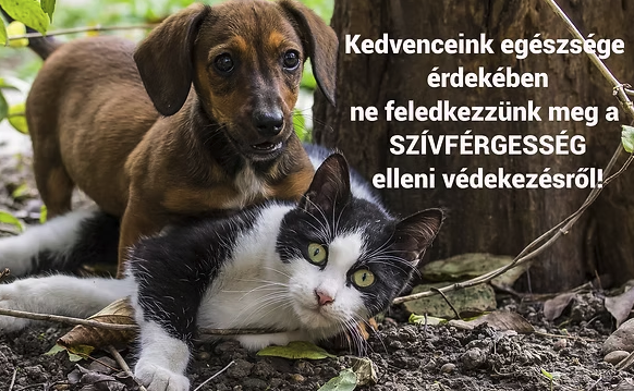 szívférgesség plakát