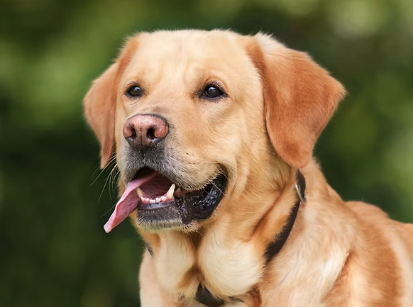 kutya nyújtja a nyelvét