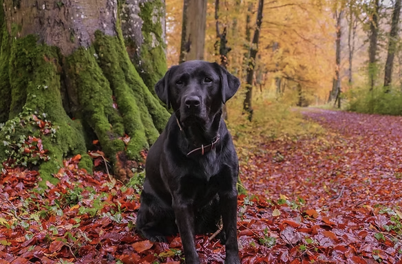 kutya ül a leveleken